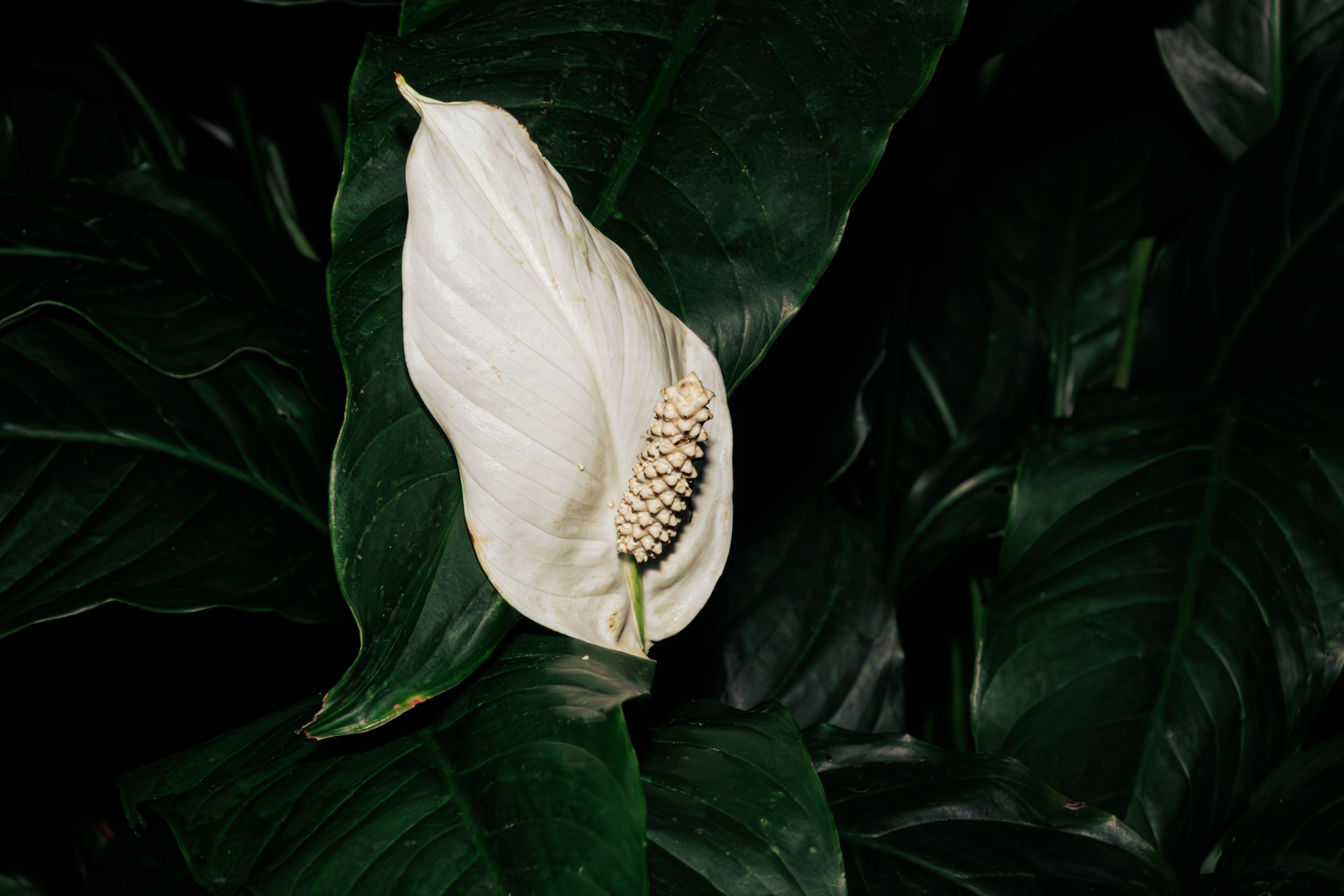 Peace Lily, Kew Gardens
